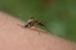 Paludisme : de nouvelles cibles pour vacciner