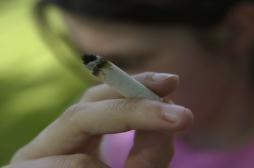 Usage du cannabis: les spécialistes  font appel à François Hollande