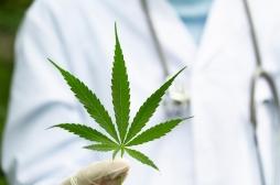 Expérimentation du cannabis thérapeutique en France : des précisions sur son application