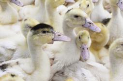 Grippe aviaire : 11 nouveaux foyers recensés dans le Sud-Ouest