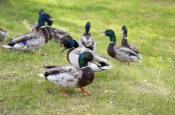 Grippe aviaire : 7 000 canards abattus dans le Tarn