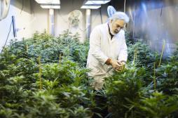 Cannabis : quatre mesures pour dissuader les mineurs   