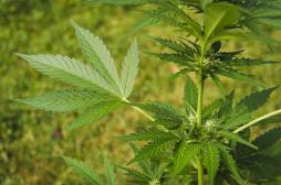 Cannabis thérapeutique : un patient coupable mais dispensé de peine
