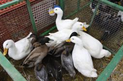 Stéphane Le Foll : l'épidémie de grippe aviaire est sous contrôle