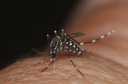 Virus Zika : premier cas importé sur l'île de la Réunion