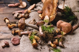 Cerveau : les champignons protégeraient du déclin cognitif