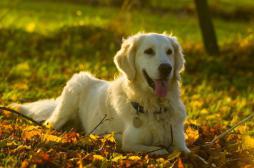 Ces chiens capables de flairer les cancers de la prostate