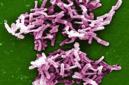 Infection à Clostridium difficile : un traitement pour éviter la récidive