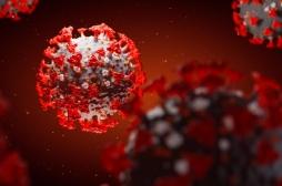 Lutter contre le coronavirus grâce à un cocktail d’anticorps 