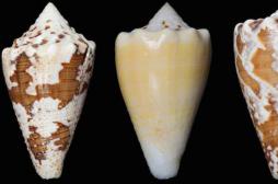 Douleur : un escargot de mer à la place des opiacés