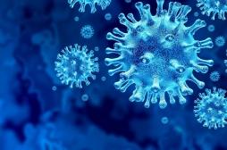 Covid-19 : des chercheurs identifient les cellules ciblées par le virus 