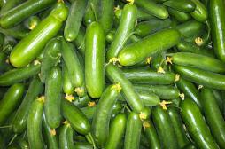 Bordeaux : un pesticide interdit retrouvé dans des courgettes