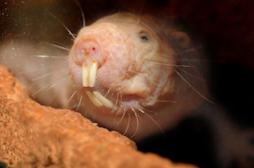 Longévité : comment le rat taupe nu résiste au cancer