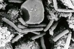 Virus dangereux : les Etats-Unis veulent fermer plusieurs laboratoires