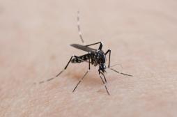 Une armée de moustiques pour combattre les maladies 