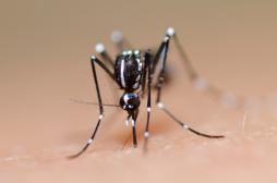 Dengue : l'épidémie est déclarée en Nouvelle-Calédonie 