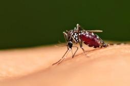 Dengue : dix cas signalés à la Réunion
