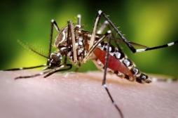 Dengue : un bébé de 6 mois décède en Nouvelle-Calédonie 