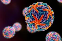 Dengue : le virus résiste aux vaccins