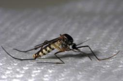 Chikungunya : un 82e cas détecté en métropole 