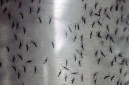 Dengue et Chikungunya : 1331 cas suspects en Métropole 