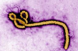 Ebola : 3 lignées du virus identifiées en Guinée