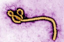 Ebola : le virus peut persister 565 jours dans le sperme