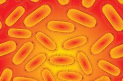 Une bactérie tueuse inquiète les Américains