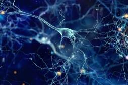 Une nouvelle thérapie génique pour supprimer les crises dues à l’épilepsie
