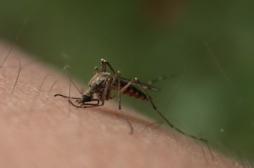Chikungunya : deux cas confirmés aux Antilles