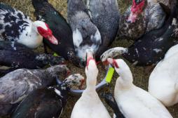 Grippe aviaire : un vide sanitaire imposé à 18 départements