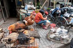 Grippe aviaire en Chine : 40 % des patients  décèdent