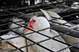 Grippe aviaire : l'abattage de palmipèdes étendu à 337 communes 
