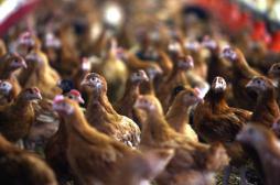 Grippe aviaire : le vide sanitaire durera 1 mois 