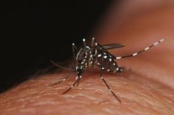 Chikungunya : Hossegor traque le moustique tigre