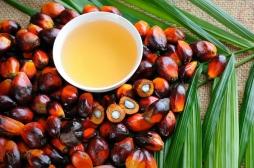 Système immunitaire : les bienfaits méconnus de l’huile de palme 