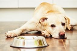 Risque de pandémie mondiale : attention, les chiens pourraient devenir nos pires ennemis