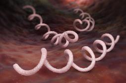 Syphilis : le traitement du sida pourrait favoriser l'infection