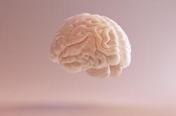 Trouble du stress post-traumatique : le cervelet est 2 % plus petit chez les patients