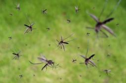 Réchauffement climatique : le chikungunya bientôt installé en Europe ?