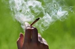 L'Allemagne prête à le légaliser : les Européens de plus en plus accros au cannabis