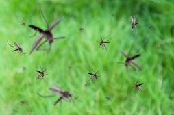 Dengue : le Brésil relâche des moustiques OGM pour stopper l’épidémie