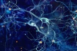 Alzheimer : réduire le cholestérol cérébral pour soigner la maladie ? 