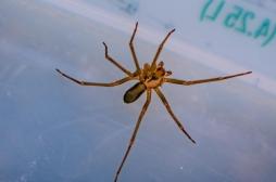 Grand-Est : un homme mordu par une araignée recluse a failli perdre son bras