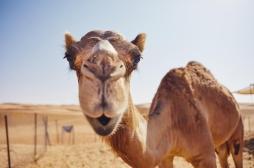 Coupe du monde au Qatar : un coronavirus transmis par les chameaux inquiète