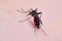 Dengue : un quartier de Bergerac se lance dans la chasse au moustique tigre