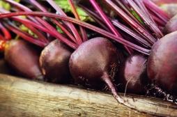 Nutrition : les bienfaits de la betterave sur la performance sportive  