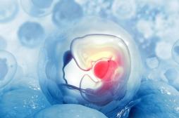 Un mini-utérus intelligent en 3D pour aider femmes à concevoir ?