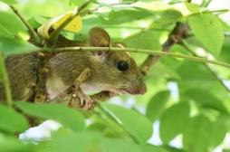 Un virus transmis par les rongeurs fait 14 morts en Argentine : 3 500 personnes en quarantaine