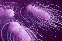 Au Japon, 2 super-bactéries responsables de la mort de 8 000 personnes